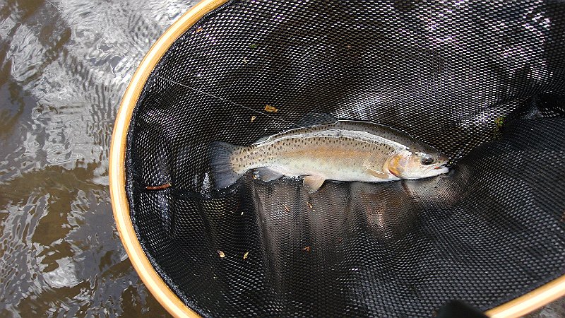 Wisconisco trout2.JPG